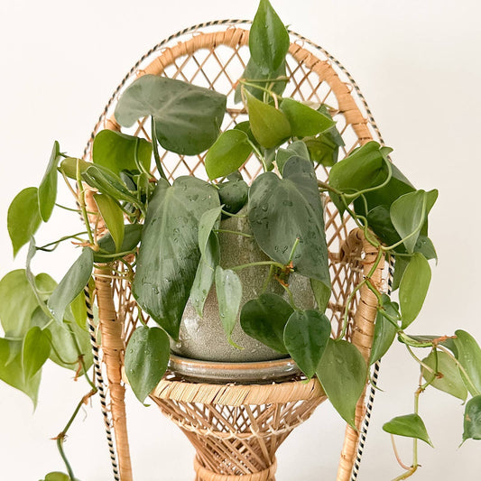Vintage Rattan Chair Plant Stand